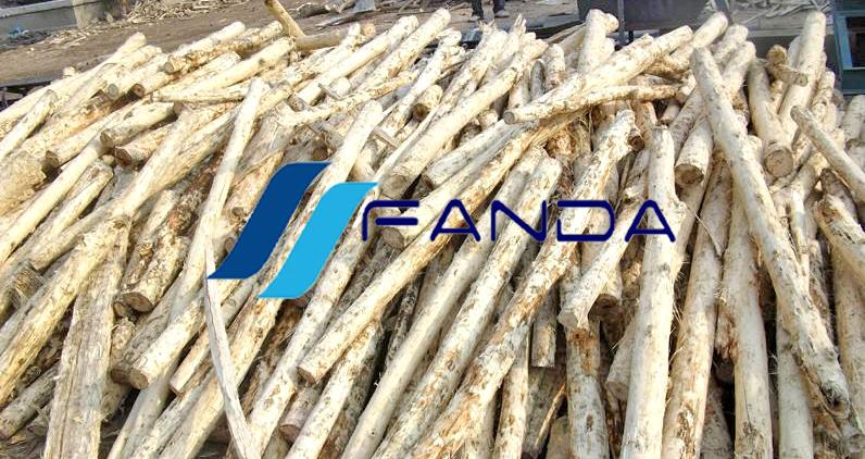 debarked wood.jpg